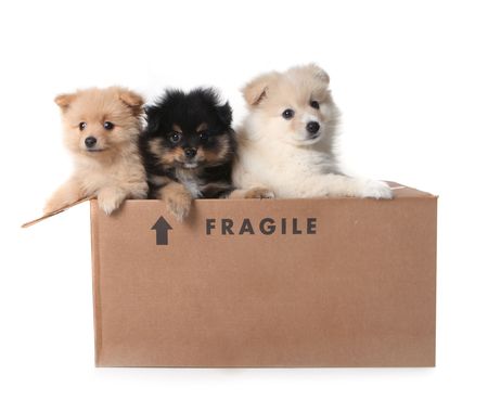 Three Adorable Puppies in a Cardboard Box Marked as Fragileの写真素材