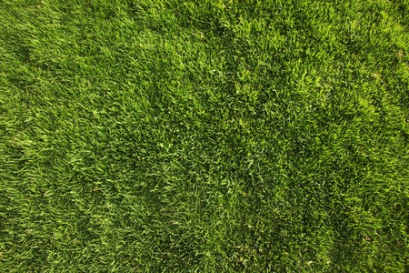 Bright Green Grass Background or Texture Shot from Straight Aboveの写真素材