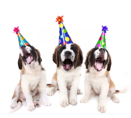 Birthday singing Saint Bernard puppies with party hats Birthday singing Saint Bernard puppies with party hats