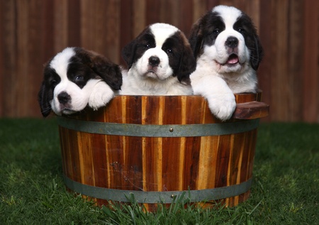 Adorable Saint Bernard Puppies in a Barrel Outdoorsの写真素材
