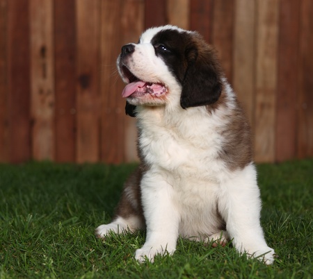 Adorable Saint Bernard Puppy Portrait. Image is slightly soft.の写真素材