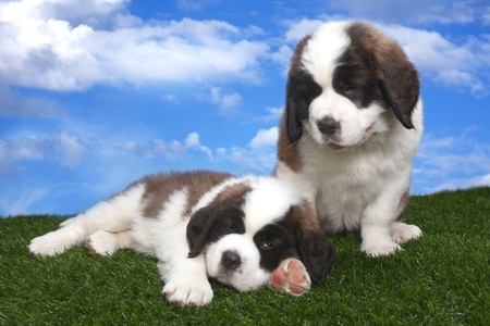 Adorable Portrait of Saint Bernard Puppiesの写真素材