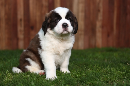 Cute and Adorable Saint Bernard Pupの写真素材