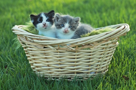 Cute Little Kittens Outdoors in Natural Lightの写真素材