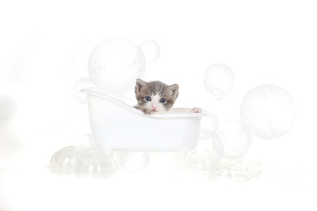 Cute Kitten Portrait in Studio Taking a Bathの写真素材