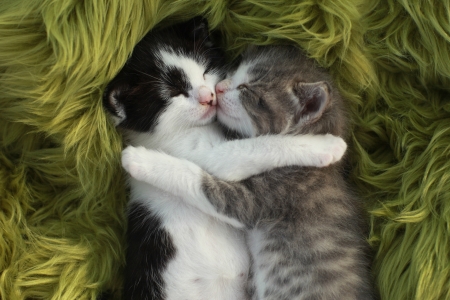 Cute Little Kittens Outdoors in Natural Lightの写真素材