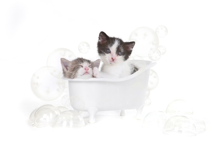 Cute Kitten Portrait in Studio Taking a Bathの写真素材