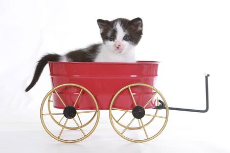 Cute Little Kitten Portrait in Studio on White Backgroundの写真素材