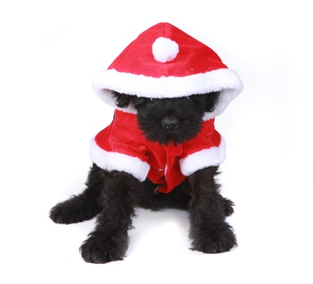 Black Russian Terrier Puppy Dog Santa on White Backgroundの写真素材