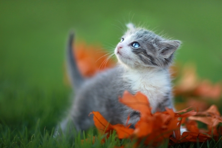 Cute Baby Kittens Playing Outdoors in the Grassの写真素材