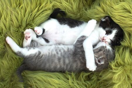 Cute Little Kittens Outdoors in Natural Lightの写真素材