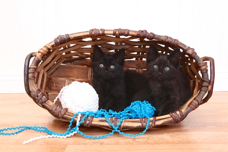 Adorable Kittens Inside a Basket on Whiteの写真素材