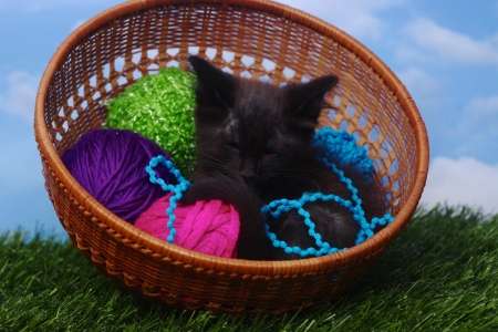 Adorable Kitten in a Case Filled with Yarn の写真素材