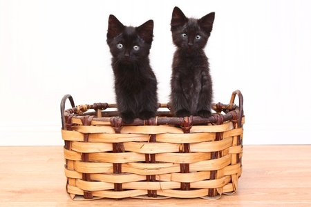 Adorable Kittens Inside a Basket on Whiteの写真素材