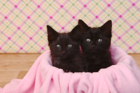 Two Cute Black Kittens on Pink Pretty Backgroundの写真素材