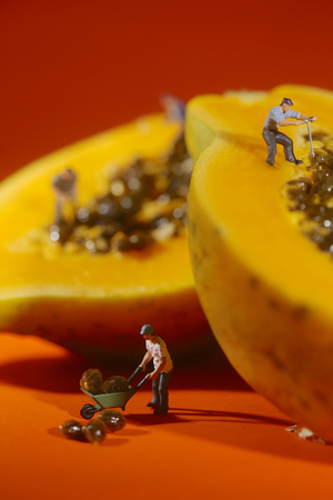 Miniature People Working on Papaya Fruitの写真素材