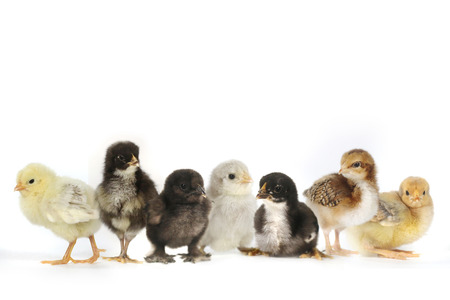 Multiple Baby Chick Chickens Lined Up on Whiteの写真素材