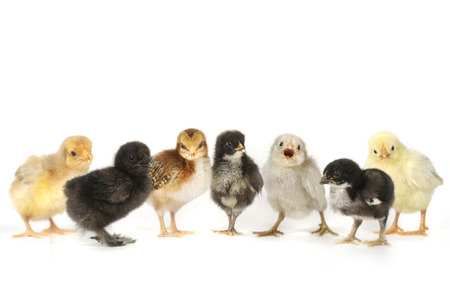 Multiple Baby Chick Chickens Lined Up on White Multiple Baby Chick Chickens Lined Up on White
