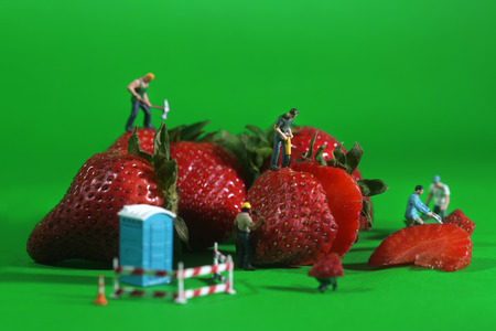 Miniature Construction Workers in Conceptual Food Imagery With Strawberriesの写真素材