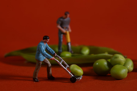 Miniature Construction Workers in Conceptual Food Imagery With Snap Peasの写真素材