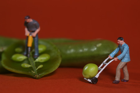 Miniature Construction Workers in Conceptual Food Imagery With Snap Peasの写真素材