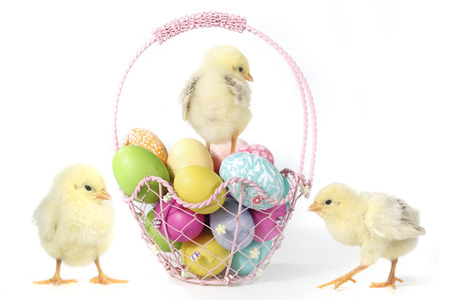 Easter Themed Image With Baby Chicks and Eggsの写真素材