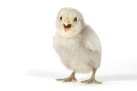 Cute Baby Chick Chicken on White Backgroundの写真素材