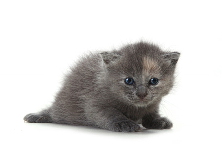 Adorable Kitten on White Backgroundの写真素材