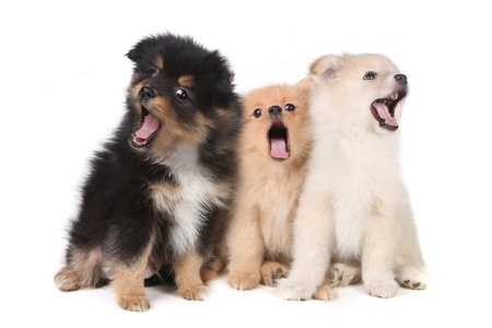 Three Howling Singing Pomeranian Puppies on White Background Three Howling Singing Pomeranian Puppies on White Background