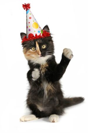 Kitten on a White Background With Birthday Hatの写真素材