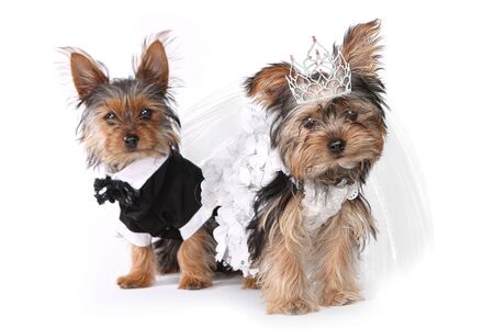 Bridal Couple Yorkshire Terrier Puppies on White Backgroundの写真素材