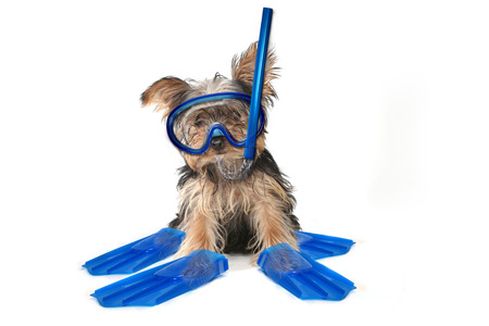 Fun Beach Themed Yorkshire Terrier Perfect for Calendarsの写真素材