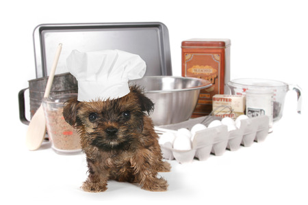 Adorable Yorkshire Terrier Chef With Hatの写真素材