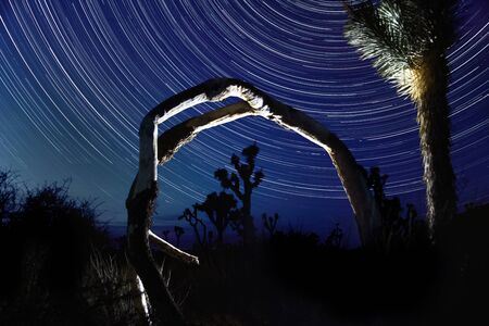 Night Star Trails in Joshua Tree National Parkの写真素材