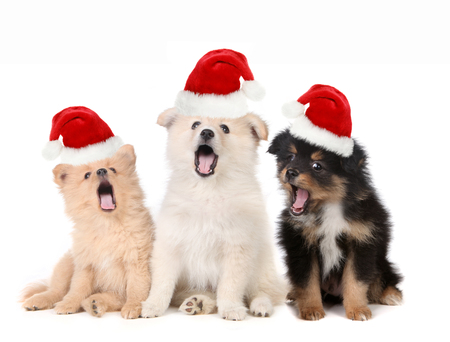 Singing Christmas Puppies Wearing Santa Hats on Whiteの写真素材