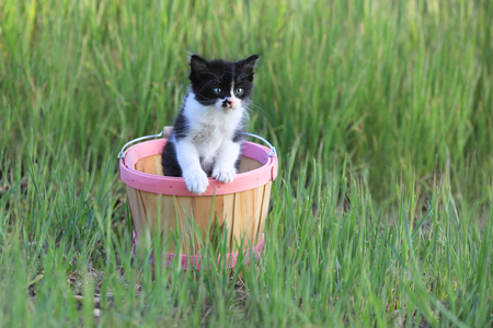 Adorable Kitten Outdoors in Green Tall Grass on a Sunny Dayの写真素材