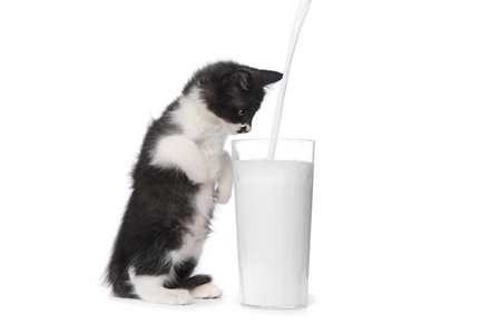 Adorable Kitten Watching Milk Pour Into a Glassの写真素材