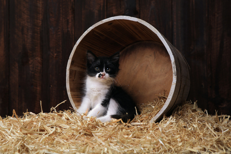 Adorable Kittens in a Barn Setting With Hayの写真素材