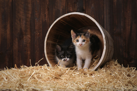 Adorable Kittens in a Barn Setting With Hayの写真素材