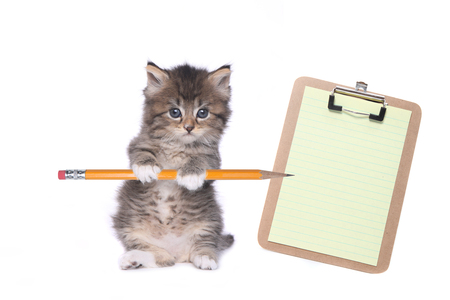 Sweet Kitten Holding Pencil With Blank Clipboardの写真素材