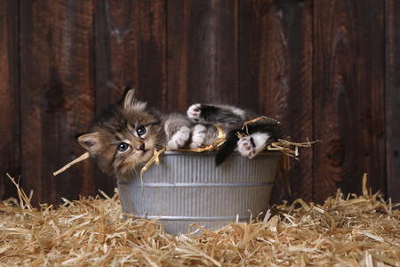 Adorable Kittens in a Barn Setting With Hayの写真素材