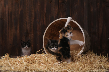 Adorable Kittens in a Barn Setting With Hayの写真素材
