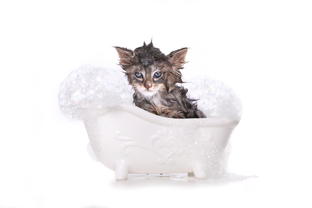 Adorable Dripping Wet Kitten on Whiteの写真素材