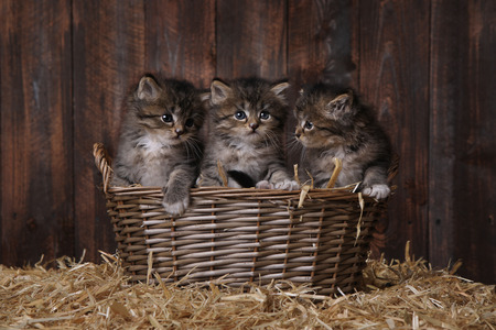 Adorable Kittens in a Barn Setting With Hayの写真素材