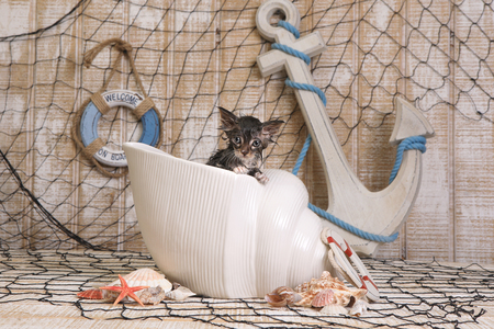 Adorable Dripping Wet Kitten on Ocean Themed Backgroundの写真素材