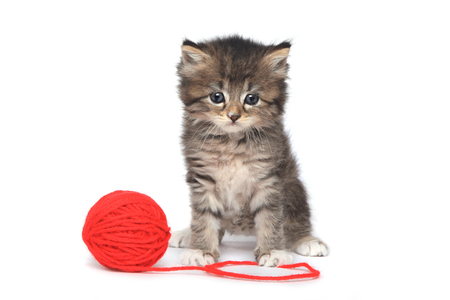 Cute Kitten With Red Ball of Yarnの写真素材