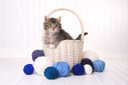 Little Cute Kitten in a Basket With Yarn on Whiteの写真素材