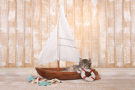 Little Cute Kitten in a Sailboat With Ocean Themeの写真素材