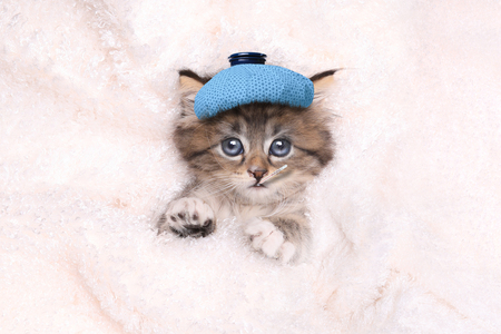 Get Well Soon Kitten That is Sickの写真素材