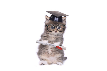 Adorable Tiny 4 Week Old Kitten Graduating With Diplomaの写真素材